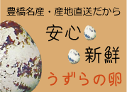 産地直送 豊橋産 うずらの卵